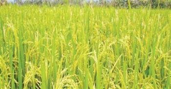 معهد المحاصيل الحقلية: حملات مستمرة للنهوض بالزراعات الصيفية