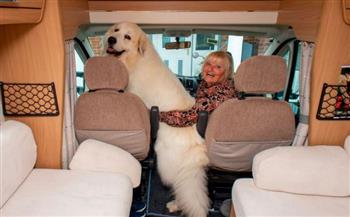 كلب عملاق بـ30 ألف استرلينى يمتلك سيارة خاصة ويقوم ببطولة فيلم تسجيلي