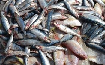 ضبط 3.5 طن أسماك فاسدة داخل ثلاجة لحفظ السلع في القليوبية