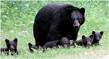 كيف يتخلص الدب الأسود  من حرارة الجو (فيديو)
