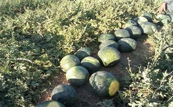 البطيخ .. فاكهة البسطاء على موائد المصريين..والمنيا أولى المحافظات زراعة له..(خاص)
