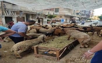 ضبط 33 مخالفة في حملات مكبرة على محلات الجزارة بالإسكندرية