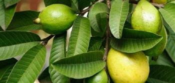 علاج الكحة والسعال.. فوائد صحية مذهلة لأوراق الجوافة