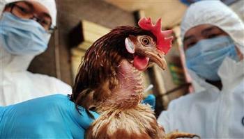 الإبلاغ عن حالة إصابة بأنفلونزا الطيور في الصين