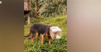 كلب يثير تعاطف السوشيال ميديا بعد احتباس رأسه داخل برطمان بلاستيك (فيديو)