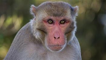 الصين تعلن تسجيل أول حالة وفاة بشرية من «الفيروس القردي بي» النادر