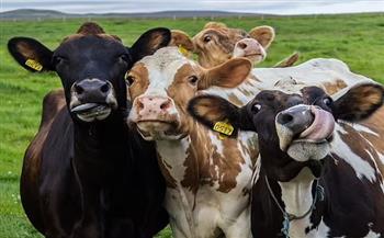 دراسة.. الميكروبات فى "كرشة" الأبقار قد تنقذ البيئة  