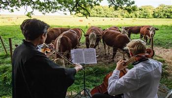حفلات موسيقية لجمهور من الأبقار في الدنمارك
