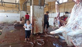 مجازر كفر الشيخ تستقبل 900 رأس ماشية في ثاني أيام العيد 