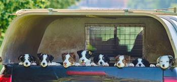 قصر «تشرشل» يحتفل باستقبال 10 كلاب صغيرة لرعاية الأغنام