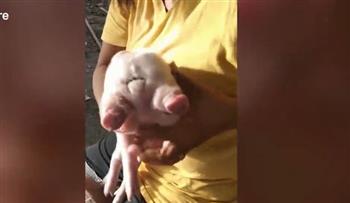 لحظات مرعبة.. ولادة خنزير برأسين وثلاث عيون فى الفلبين (فيديو)