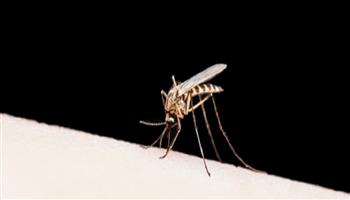 على غرار كورونا.. دعم أوروبي لمبادرة التوصل للقاح ضد الملاريا