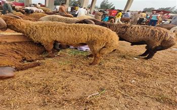 إعادة فتح سوق الماشية في مدينة بيلا بكفرالشيخ بشكل مؤقت