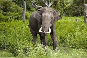 طريقة غريبة لإنقاذ حياة فيل بإحدى الغابات الهندية (فيديو)  