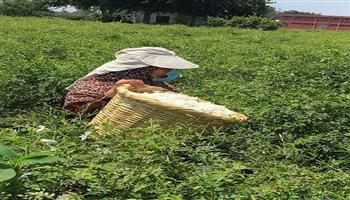 "شبرا بلولة".. قريبة بالغربية تستحوذ على نصف إنتاج زهرة الياسمين في العالم