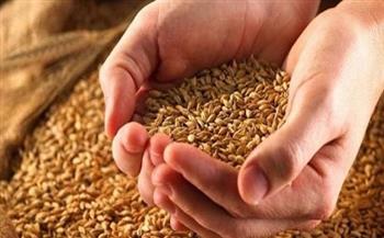 «صناعة الحبوب»: موسم القمح 2021 تجاوز الكميات المستهدفة بسبب الأسعار العادلة