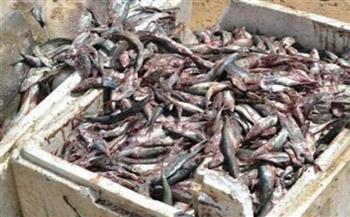 ضبط أسماك مملحة غير صالحة وتحصين 185 ألف رأس ماشية بكفر الشيخ 