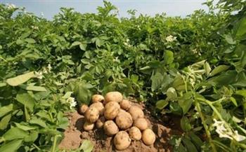 الزراعة: تأسيس 5 مزارع جديدة بمساحة 5861 فدانا لمكافحة العفن البني في البطاطس