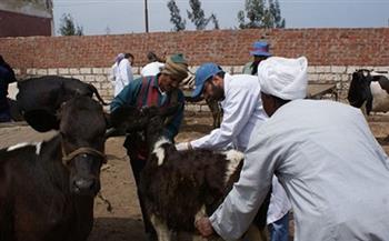 «الزراعة»: تحصين 4.2 مليون رأس ماشية ضد الحمى القلاعية والوادي المتصدع