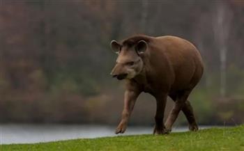 شاهد كيف يستمتع حيوان التابير الأمريكي أثناء العناية به (فيديو)