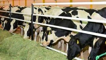 «الزراعة» تنفي انتشار مرض حمى الوادي المتصدع بين الماشية