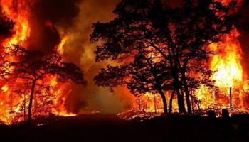 الجيش الجزائري يسخر مروحيات ضخمة في عمليات إخماد حرائق الغابات