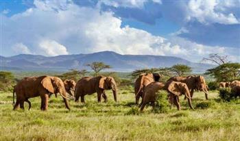 فى اليوم العالمى للأفيال.. تعرف على أهم المحميات الطبيعية بجنوب أفريقيا