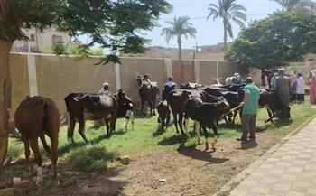 الزراعة: فحص وعلاج وتلقيح 4800 حيوان لصغار المزارعين والمربين ببني سويف بالمجان