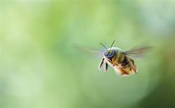 دراسة حديثة تكشف خصائص جديدة عن النحل تساعد فى المحافظة عليه من الانقراض 