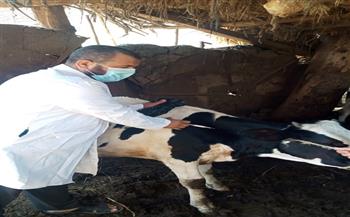 تحصين 186 رأس ماشية ضد الحمى القلاعية بالغربية
