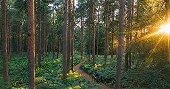 دراسة: الغابات أكثر آمانا للحفاظ على الأرض من التغيرات المناخية