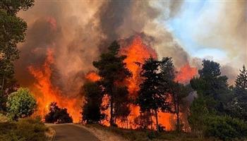 حريق غابات ضخم يشتعل بالقرب من القدس