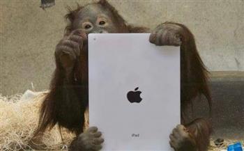 شاهد القردة «ساشا» ترد على معجبيها عبر «فيسبوك»