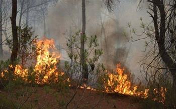 تونس: السيطرة على 17 حريق غابات في 7 ولايات