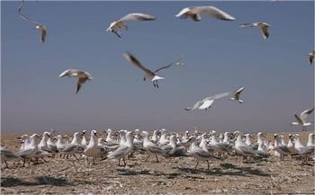 «البيئة» تعلن بدء موسم رصد وتسجيل الطيور المهاجرة من أوروبا