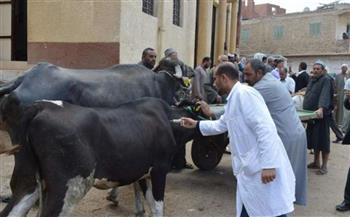 الزراعة: 4.4 مليون جرعة لتحصين الماشية ضد الحمى القلاعية والوادي المتصدع