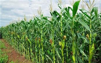 «الزراعة» تزيل حقول إنتاج تقاوي الذرة الشامية مجهولة المصدر