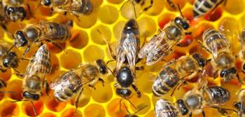 متى تكون قرصة النحل مفيدة للمناعة؟ مسئول بالزراعة يوضح (فيديو)