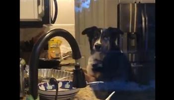بعد ضبطه يأكل بقايا الطعام.. «كلب» يستعطف صاحبه برد فعل طريف (فيديو)