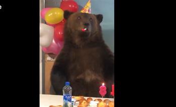 دب عملاق يحتفل بعيد ميلاده.. ماذا فعل؟ (فيديو)
