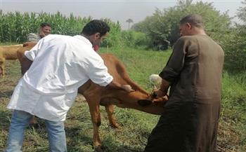 تحصين 79 ألف رأس ماشية من الحمى القلاعية والوادي المتصدع ببنى سويف 