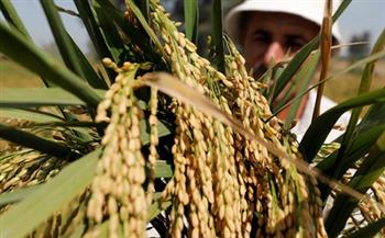 بعد تحقيق الاكتفاء الذاتي.. هل تطرح «التموين» الأرز في البورصة السلعية خلال موسم حصاد 2021؟