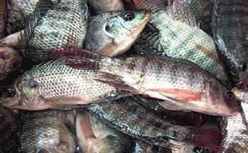 انخفاض البلطي.. أسعار الأسماك اليوم 24-8-2021