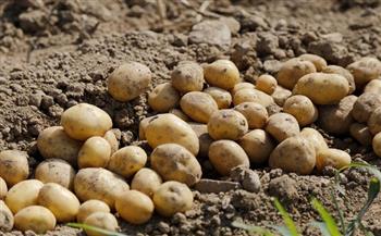 الزراعة: أسعار البطاطس في المتوسط الطبيعي لهذا الوقت من العام
