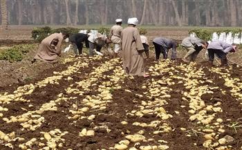 «أمر طبيعي».. الزراعة تعلق على ارتفاع أسعار البطاطس
