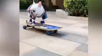 يصبح نجما على الإنترنت.. كلب يستعرض مهاراته على لوح التزلج