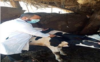 تحصين 217 رأس ماشية في حملة بيطرية بالغربية