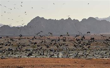 «البيئة»: رصد أولى أسراب الطيور المهاجرة بمحميات جنوب سيناء