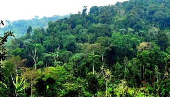 البرازيل لن تحقق هدفها للحد من إزالة الغابات في الأمازون