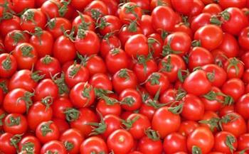 وكيل معهد البساتين يوضح موعد انخفاض أسعار الطماطم